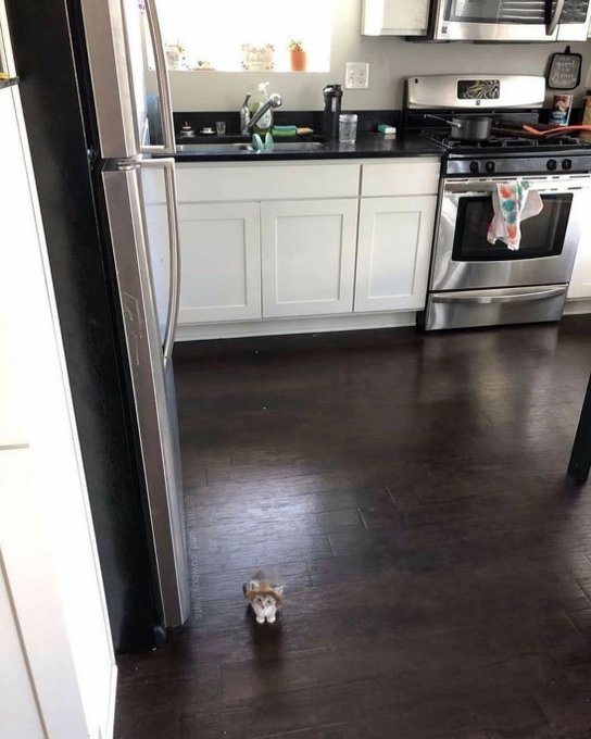 Tiny kitten crossing the kitchen