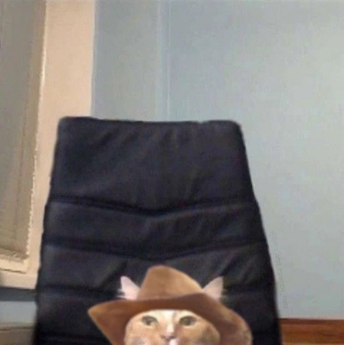 Cat in a cowboy hat peeking over a chair